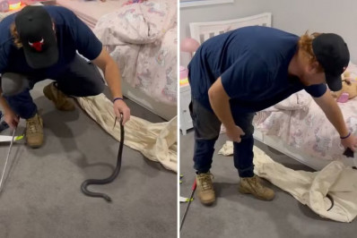 Cobra venenosa é achada entre bichos de pelúcia na cama de criança