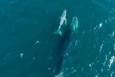 Filhote de baleia jubarte nasce em Arraial do Cabo