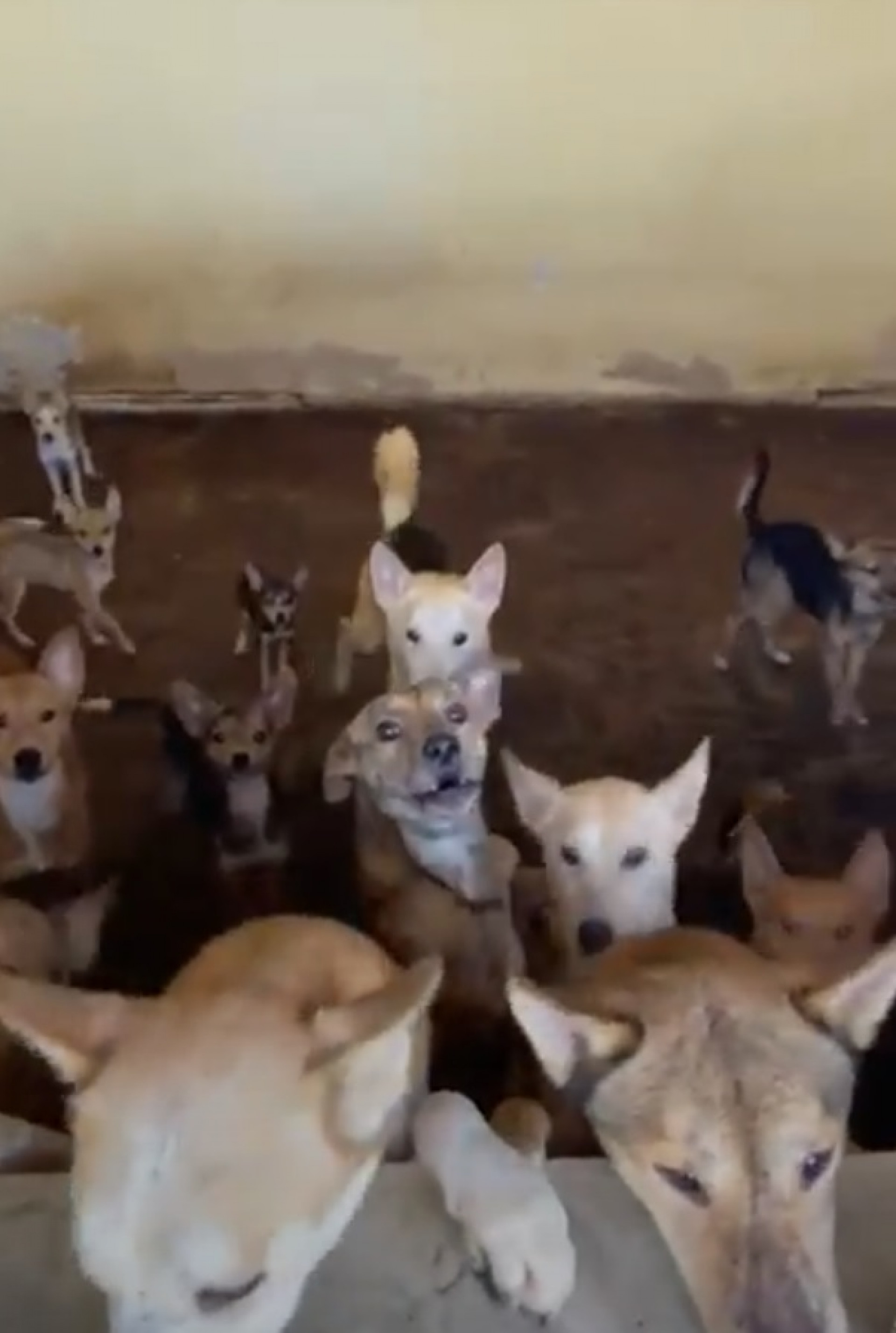 Cães estavam em local sem limpeza e com alimentação inadequada