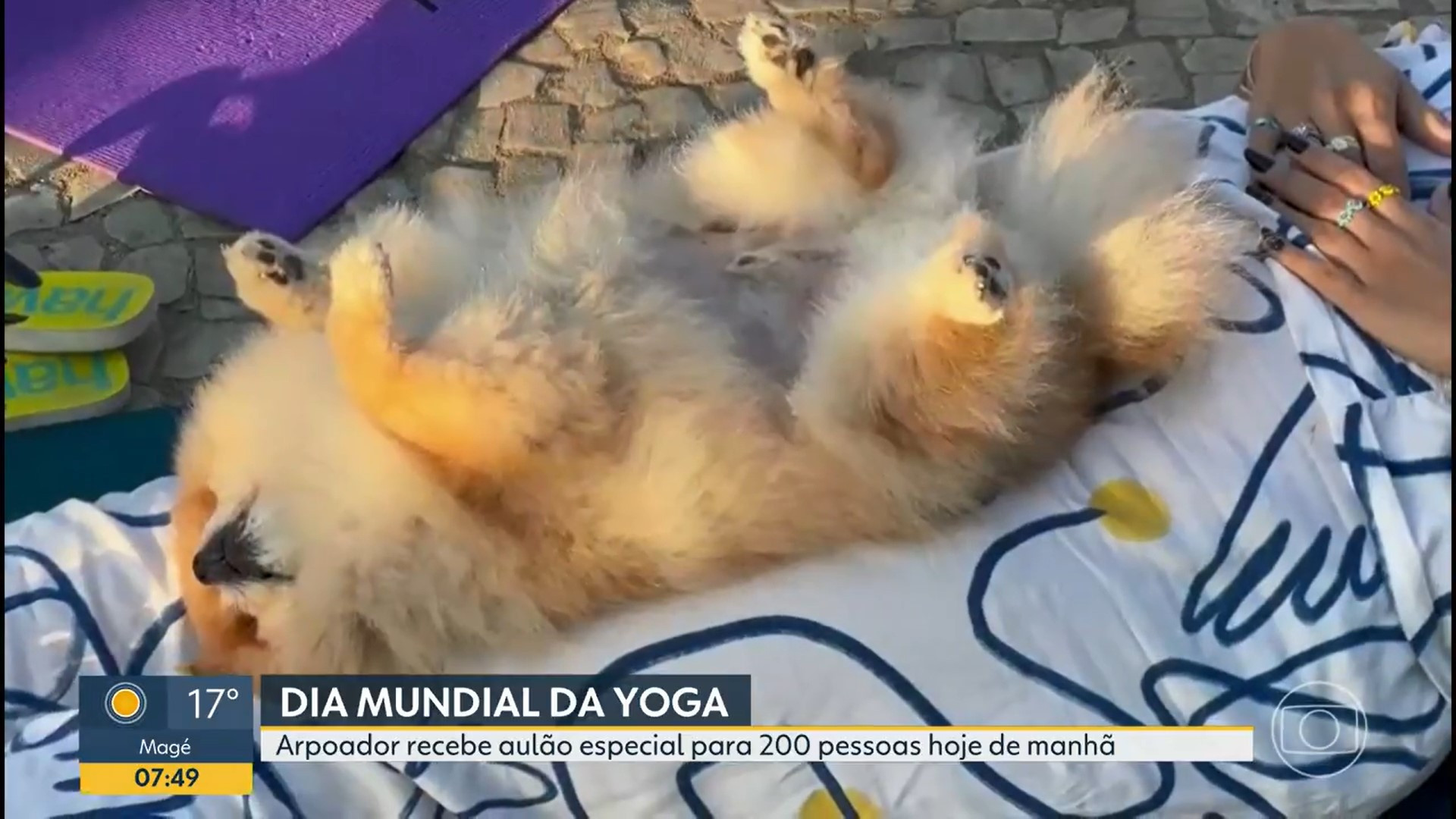 Cachorro Joca roubou a cena durante link ao vivo de aula de ioga - Reprodução / TV Globo