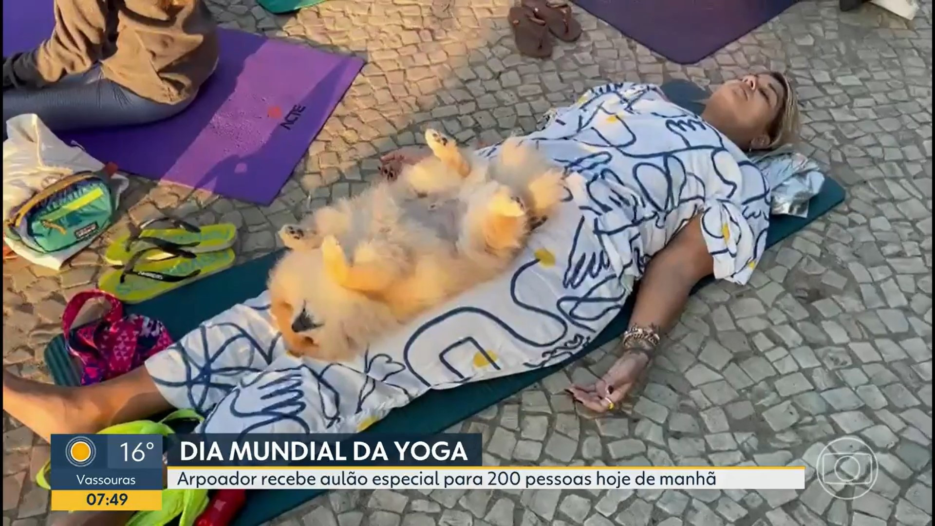 Cachorro Joca roubou a cena durante link ao vivo de aula de ioga - Reprodução / TV Globo