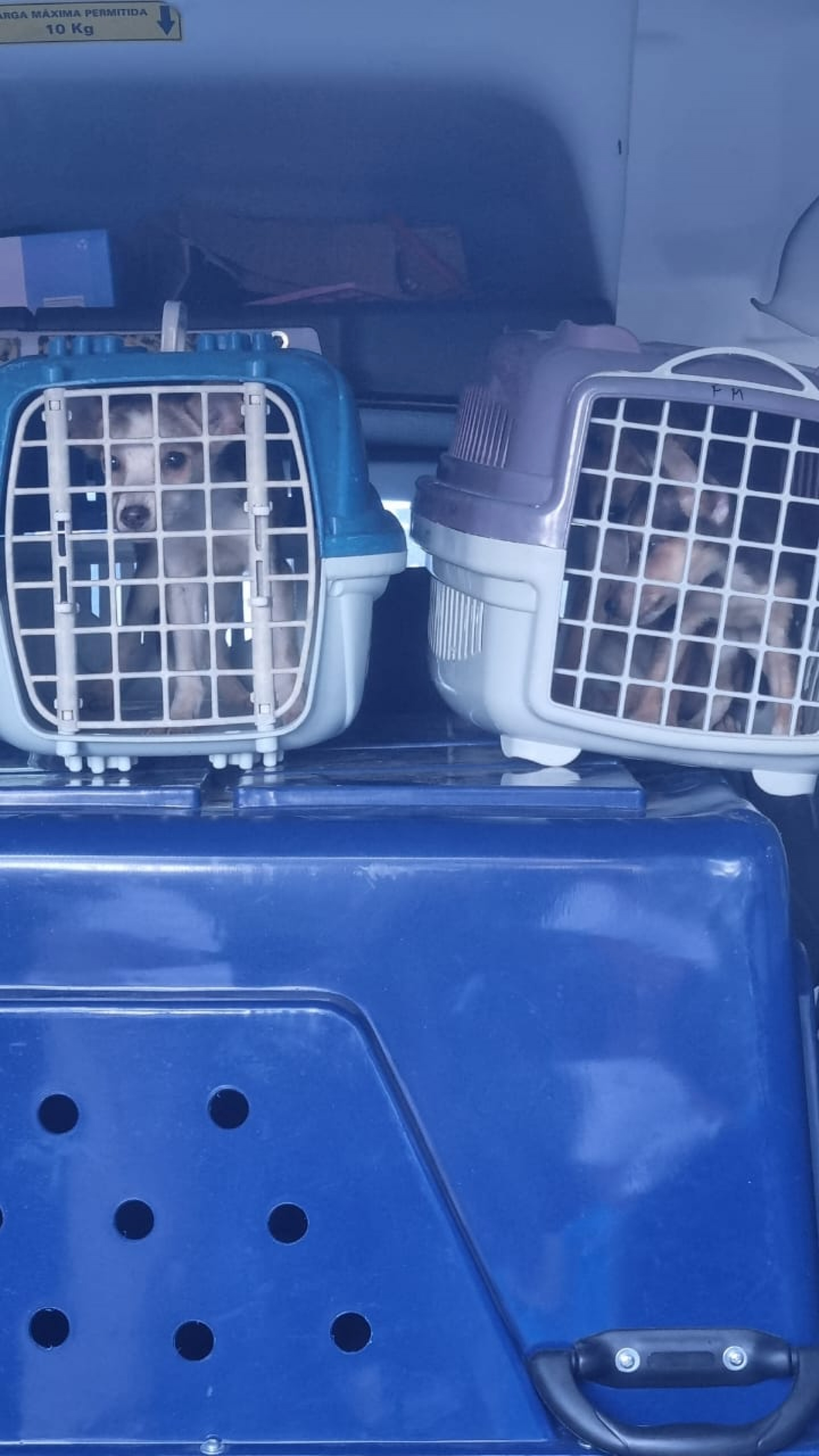 Opera&ccedil;&atilde;o mobilizada pela subprefeitura da Zona Sul resgata 24 c&atilde;es v&iacute;timas de maus-tratos - Divulga&ccedil;&atilde;o