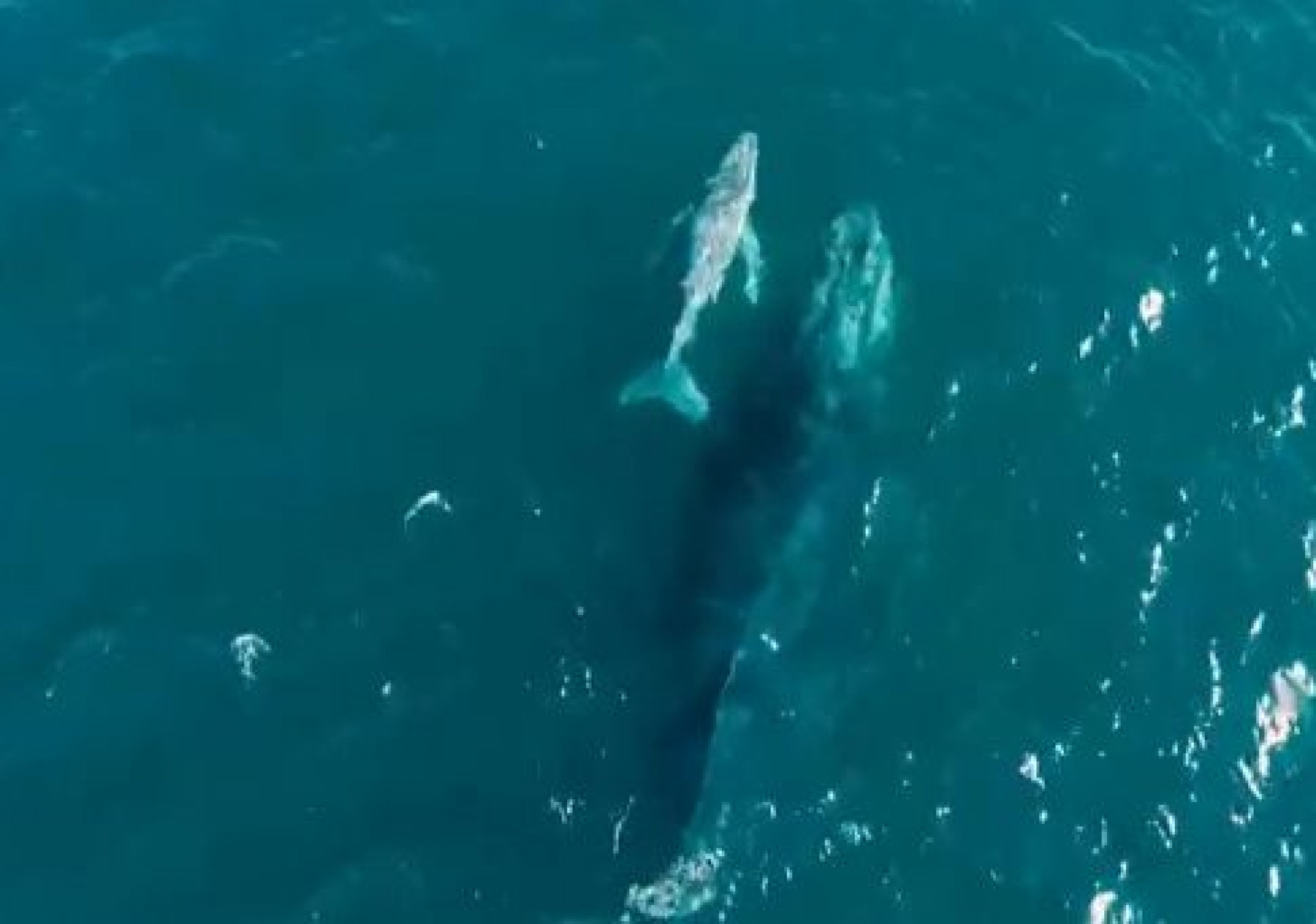 Filhote de jubarte brincando com a mãe 