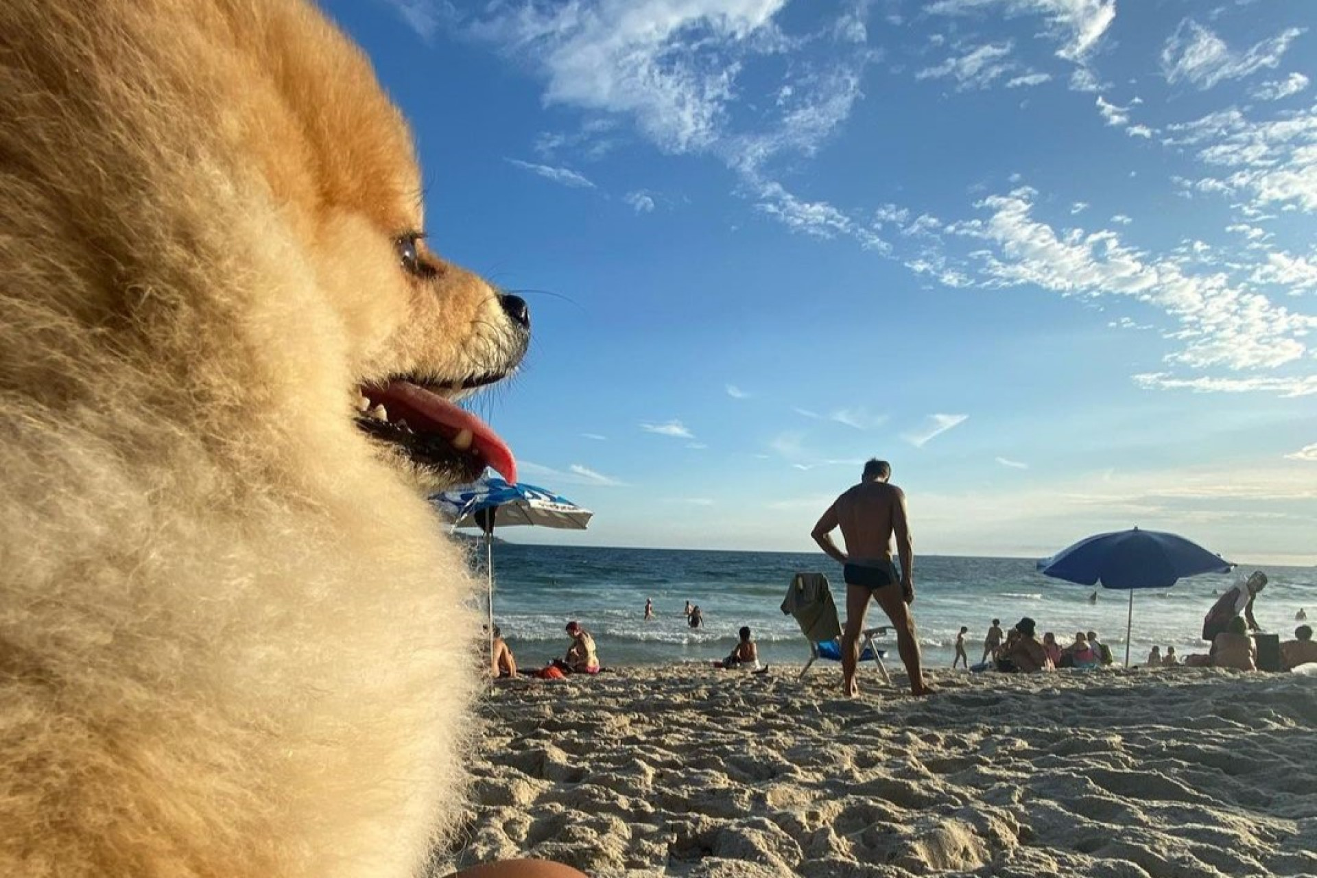 Cachorro Joca roubou a cena durante aula de ioga - Reprodução / Instagram
