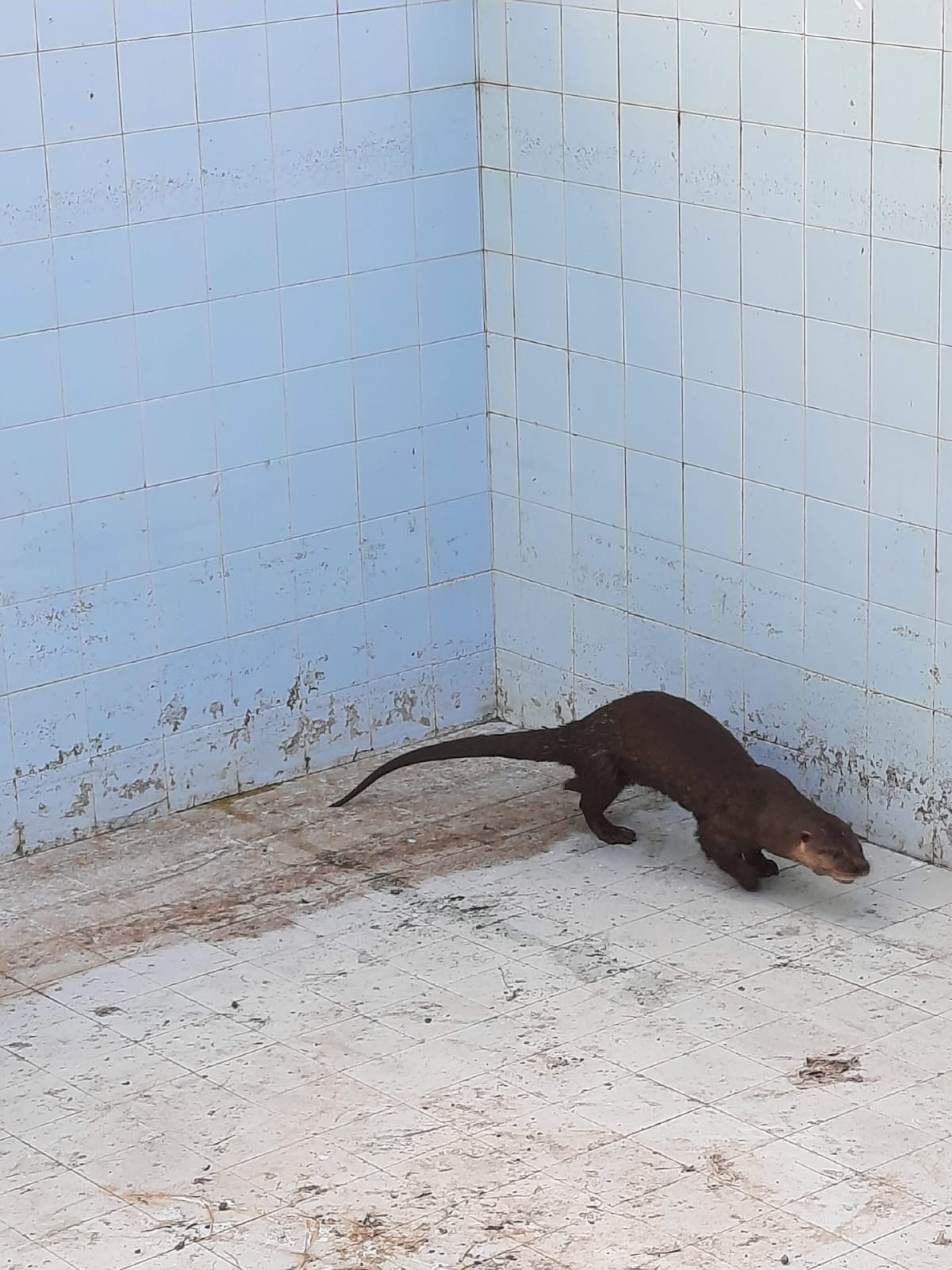 Guarda Ambiental de Saquarema resgatou ariranha em Rio Bonito na última quarta-feira (19) - Divulgação/Prefeitura de Saquarema