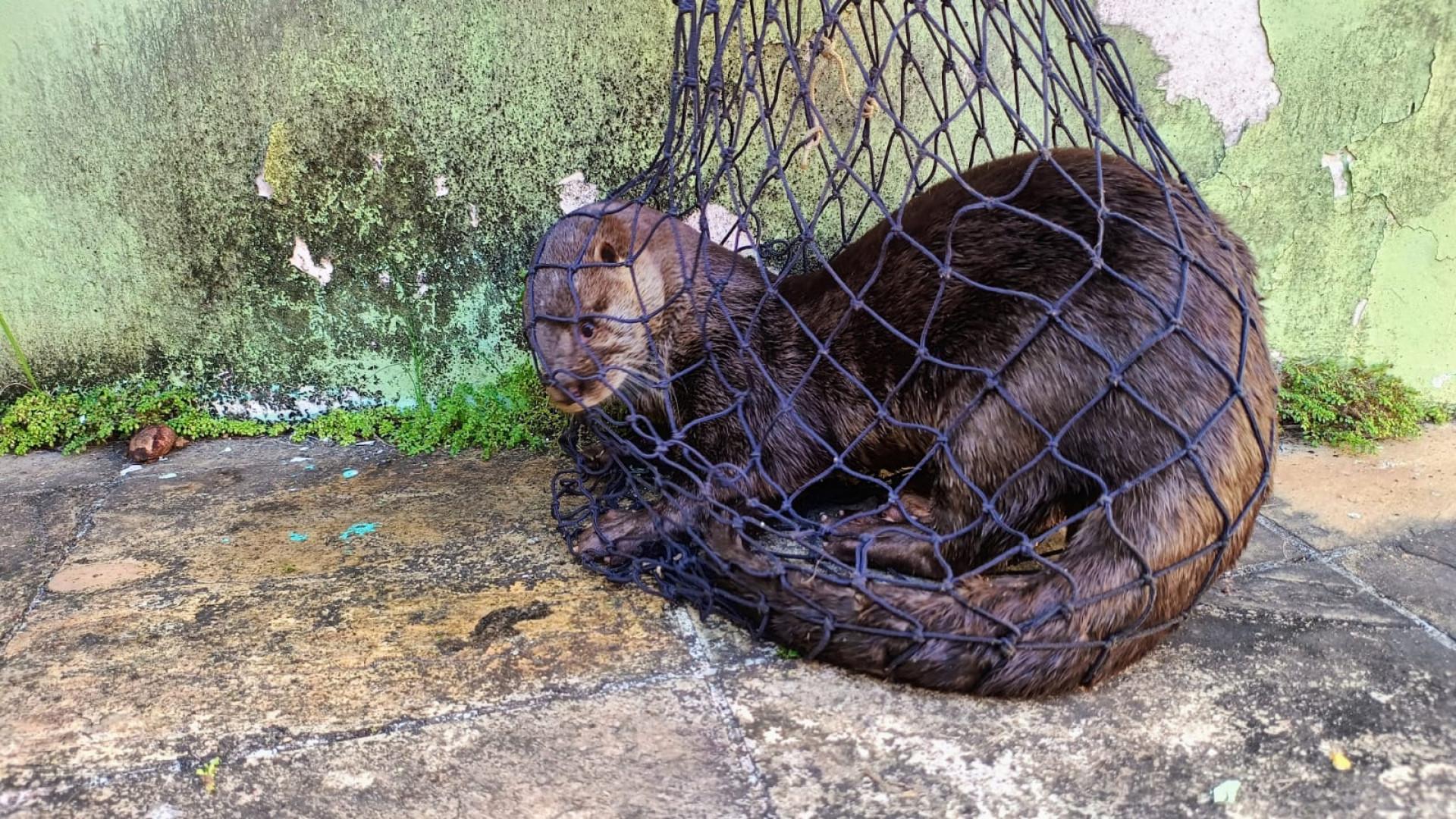 Guarda Ambiental de Saquarema resgatou ariranha em Rio Bonito na última quarta-feira (19) - Divulgação/Prefeitura de Saquarema