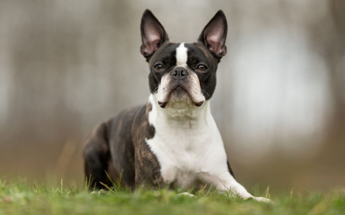 O cachorro boston terrier &eacute; amig&aacute;vel e companheiro (Imagem: BIGANDT.COM | Shutterstock)