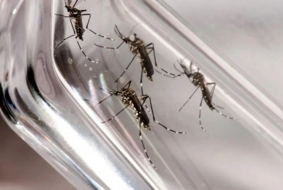 Macaé intensifica ações contra o Aedes aegypti esta semana