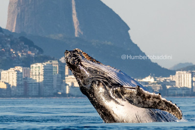 Fotógrafo viraliza ao registrar salto de baleia-jubarte na Zona Sul