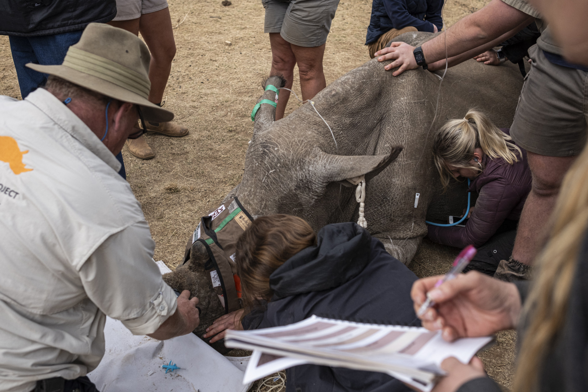Pesquisadores aplicam 'dois pequenos chips radioativos no chifre' de um filhote de rinoceronte branco - Emmanuel Croset / AFP