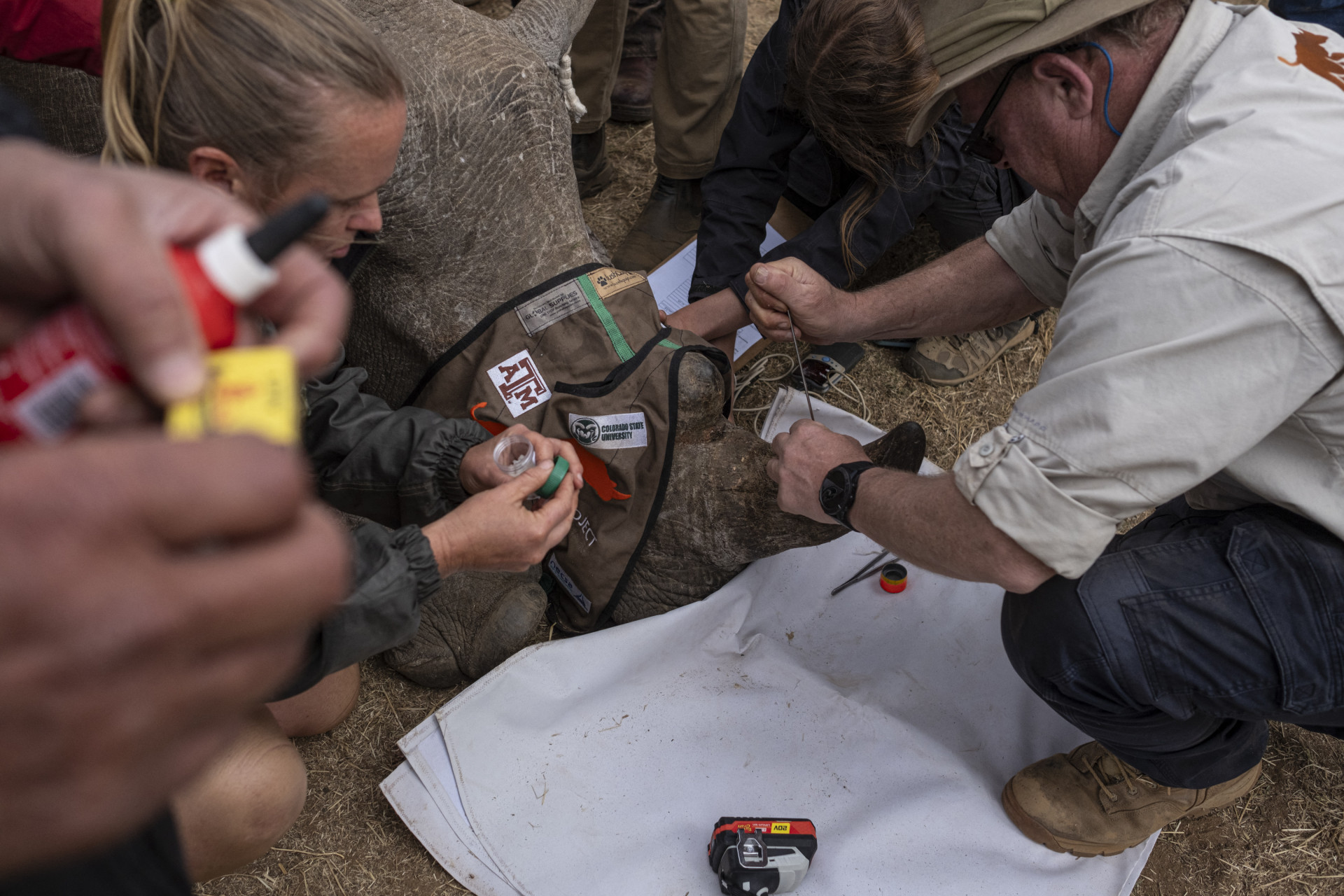 Pesquisadores aplicam 'dois pequenos chips radioativos no chifre' de um filhote de rinoceronte branco - Emmanuel Croset / AFP