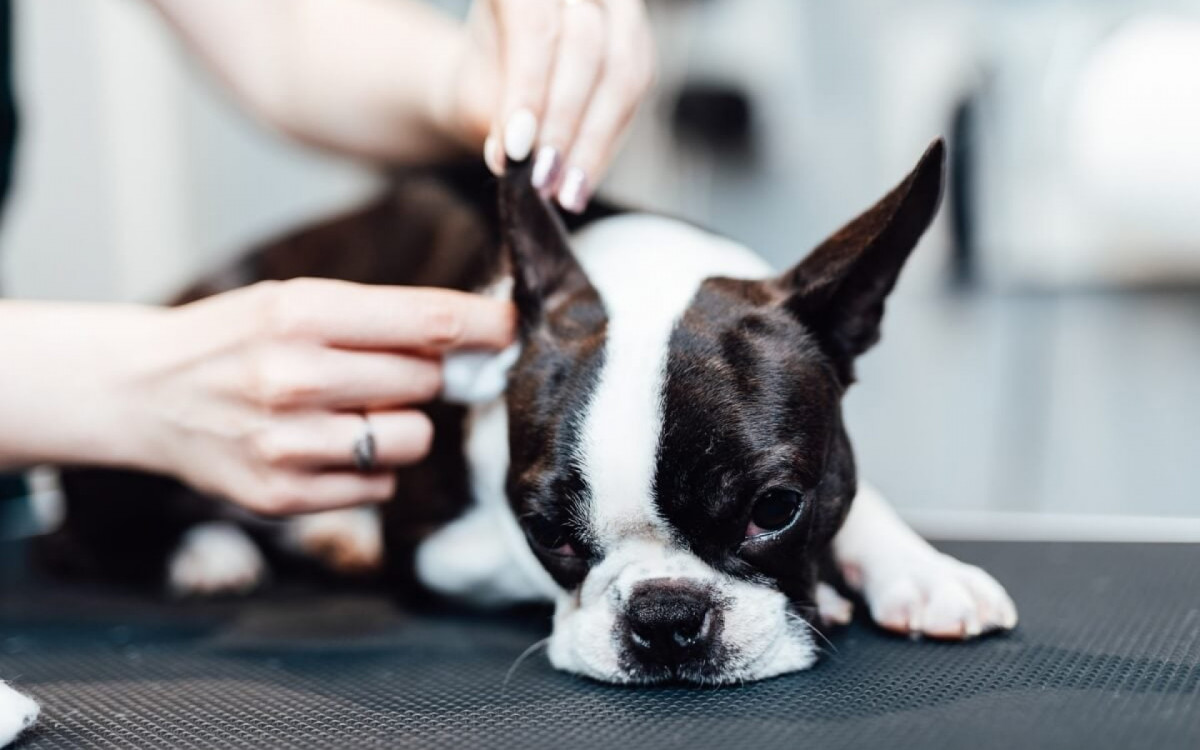 Limpar a orelha do cachorro regularmente ajuda a prevenir infecções (Imagem: hedgehog94 | Shutterstock)