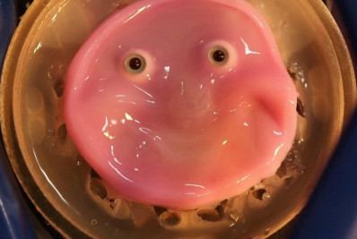 Cientistas japoneses criam robô sorridente com pele 'viva'