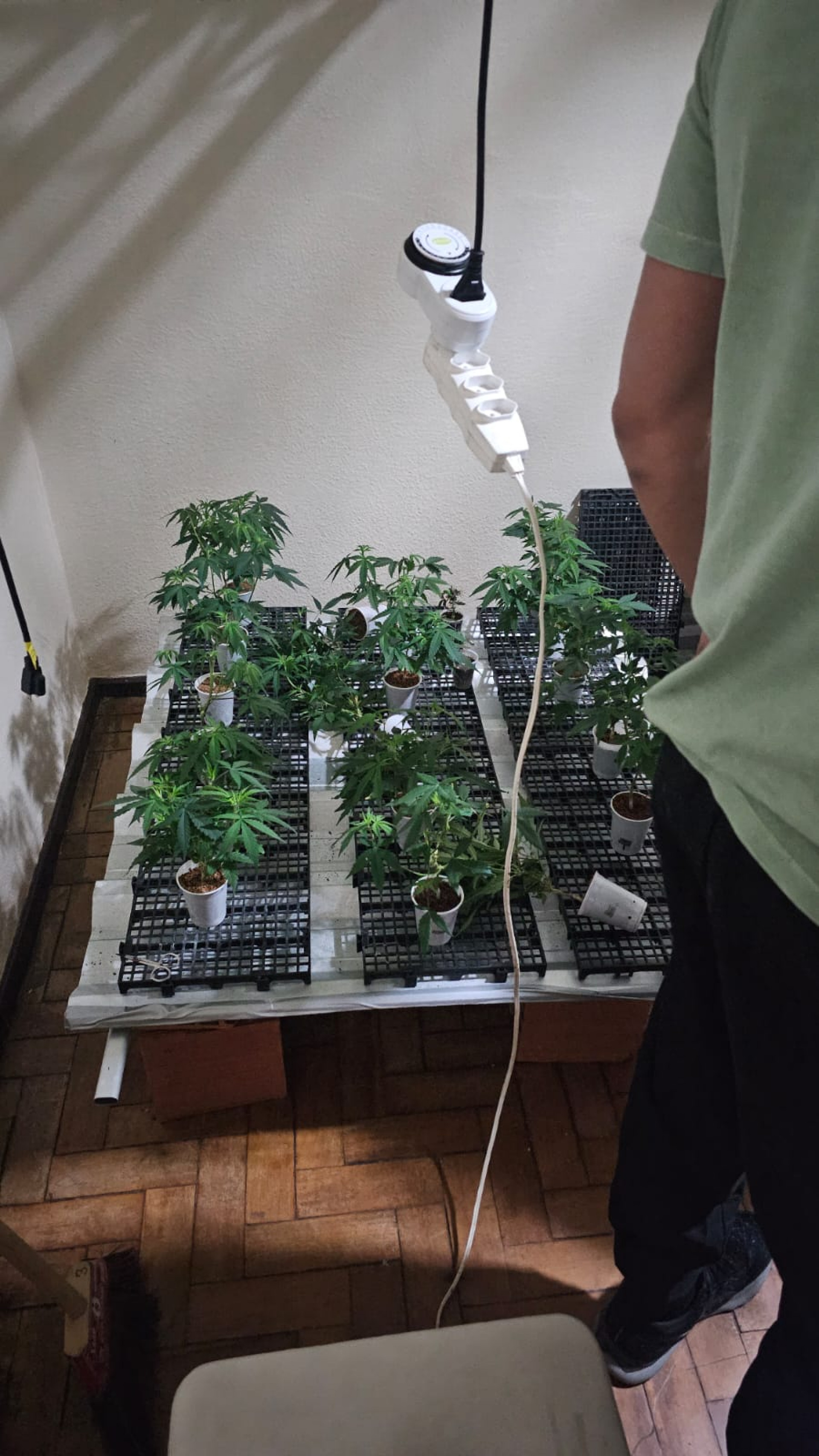 PMs encontraram plantação em uma casa, na Avenida Chrisóstomo Pimentel de Oliveira - Divulgação / Polícia Militar