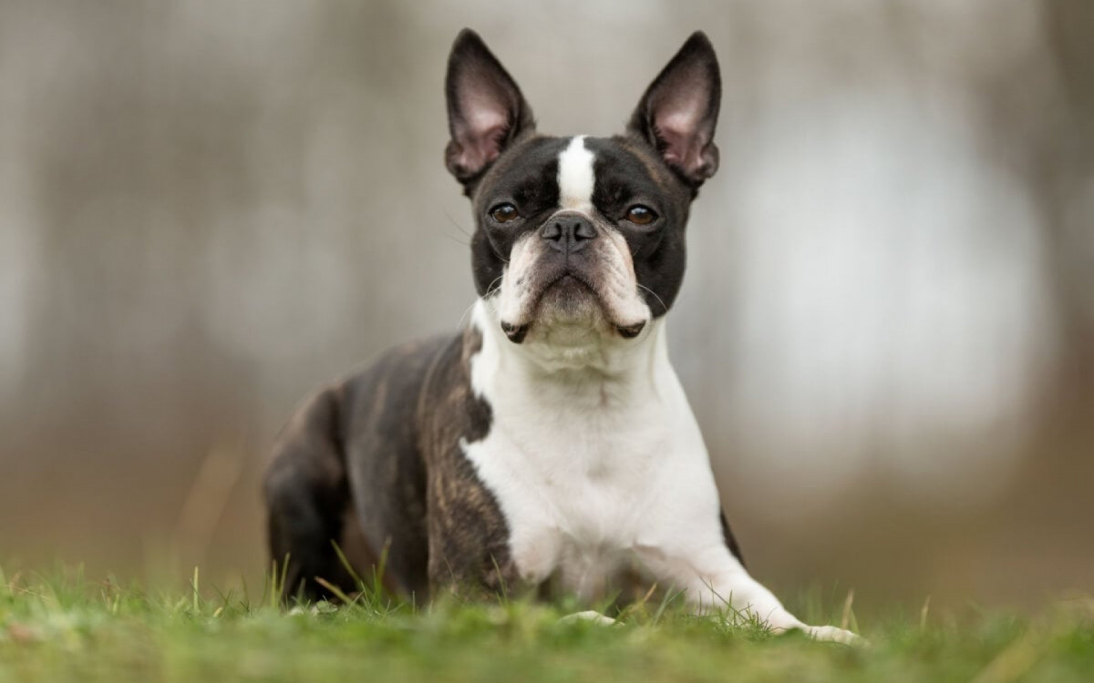 O cachorro boston terrier &eacute; amig&aacute;vel e companheiro (Imagem: BIGANDT.COM | Shutterstock)