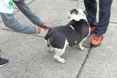 Campanha de vacinação antirrábica será realizada no próximo sábado em Petrópolis