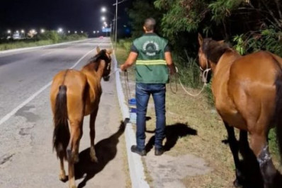 Cavalos soltos na RJ-140, em Arraial do Cabo, são apreendidos