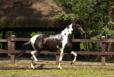Prefeitura de Saquarema realizará a primeira edição da Exposição do Cavalo Pampa