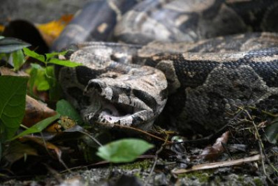 Jiboia de aproximadamente 2 metros é resgatada em fazenda de Nova Iguaçu
