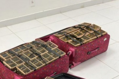 PF prende homem que tentava embarcar com 400 pássaros escondidos em mala