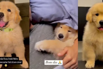 Tutor de cão que morreu em voo da Gol é presenteado com filhote de cachorro; Vídeo