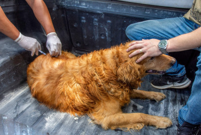 Itatiaia divulga calendário de vacinação antirrábica na cidade