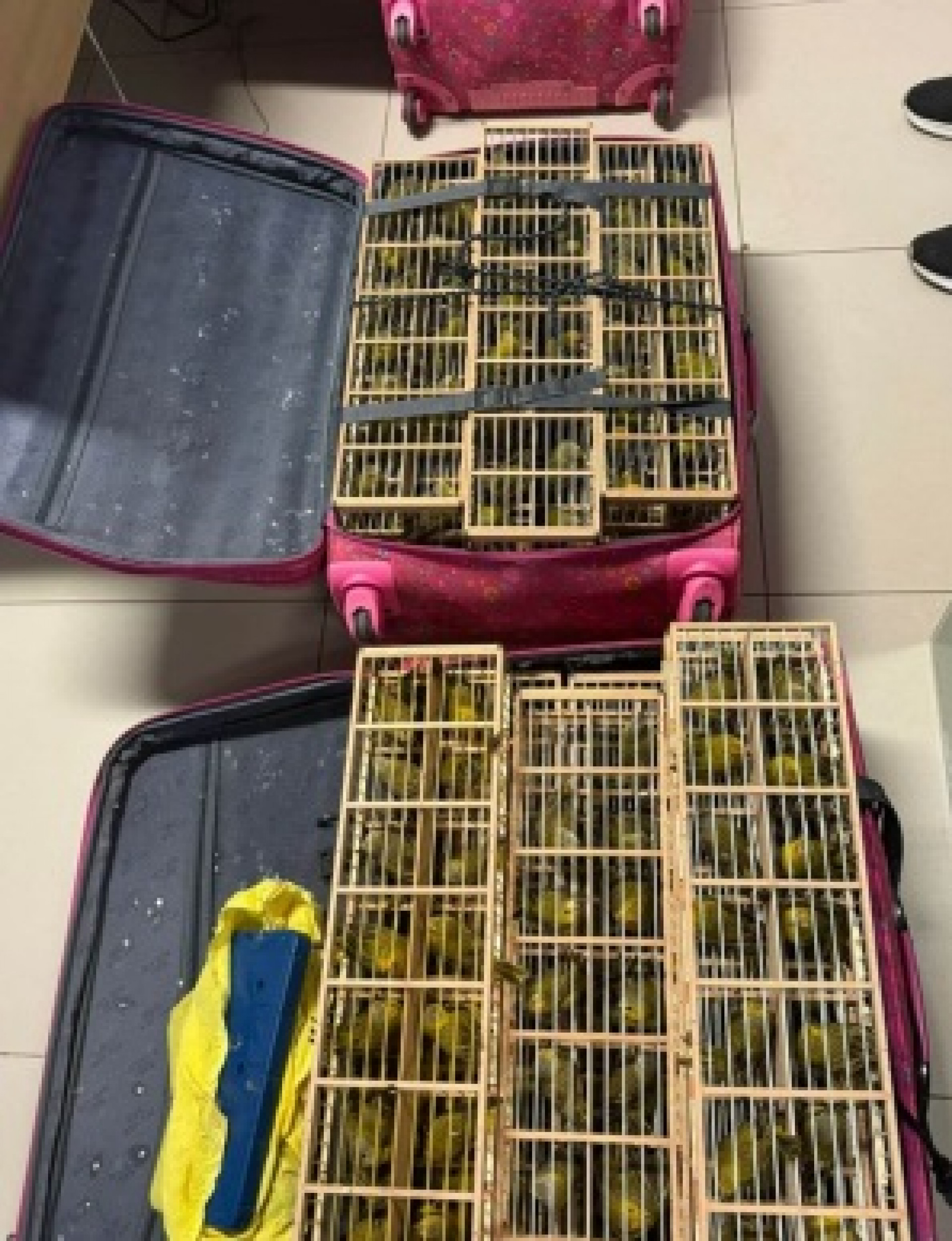 PF prende homem que tentava embarcar com 400 pássaros escondidos em mala