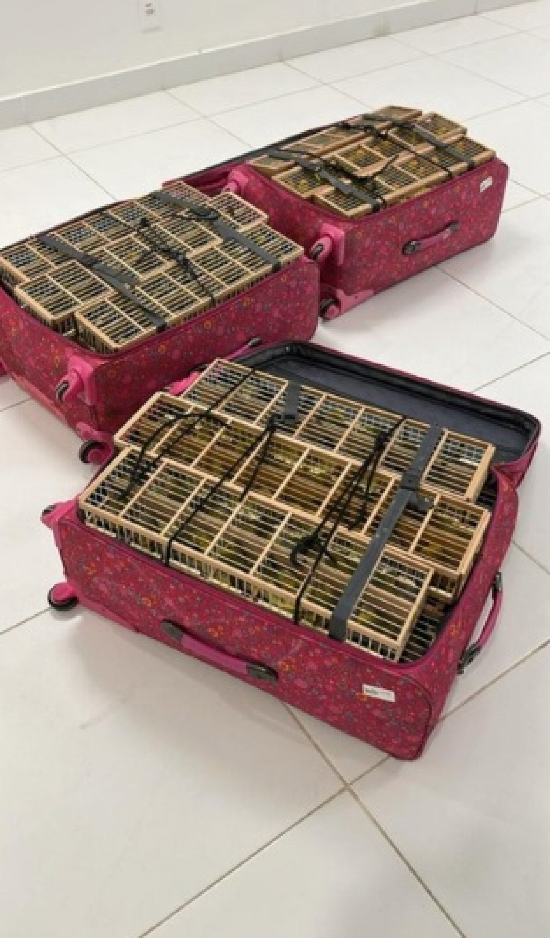 PF prende homem que tentava embarcar com 400 pássaros escondidos em mala