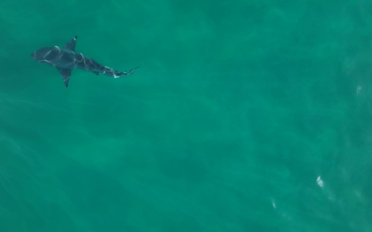 Espécie de tubarão galha-preta está ameaçada de extinção - Divulgação/ Ricardo Gomes/ Projeto Tubarões da Baía da Ilha Grande