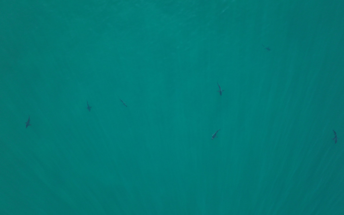 Espécie de tubarão galha-preta está ameaçada de extinção