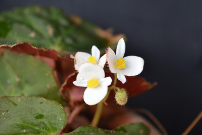 Nova espécie de Begônia é encontrada por pesquisadores da UFRRJ