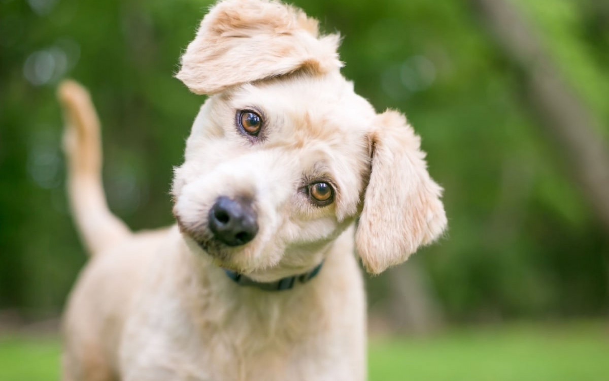 Cachorros t&ecirc;m o h&aacute;bito de inclinar a cabe&ccedil;a para o lado, algo considerado fofo para muitos tutores (Imagem: Mary Swift | Shutterstock)