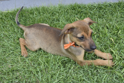 Campanha de adoção de cães e gatos acontece no próximo sábado em Itaipuaçu