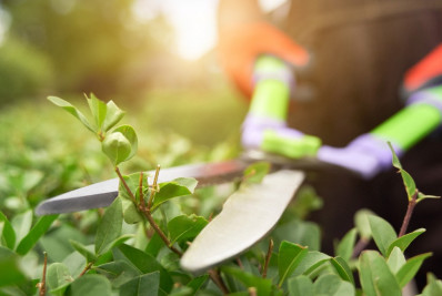 Artigos de jardinagem entram em promoção na Amazon. Confira ofertas!
