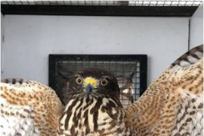 ASAS lidera esforços na preservação da vida silvestre em São Gonçalo