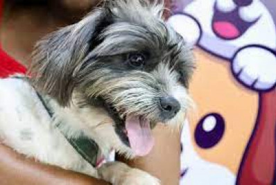 Niterói leva Ação Animal para Pendotiba