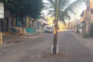 Coqueiro é plantado no meio de rua do bairro Jacaré, em Cabo Frio