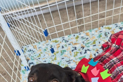 Com temática de festa junina, shopping em Irajá recebe feira de adoção de cães e gatos