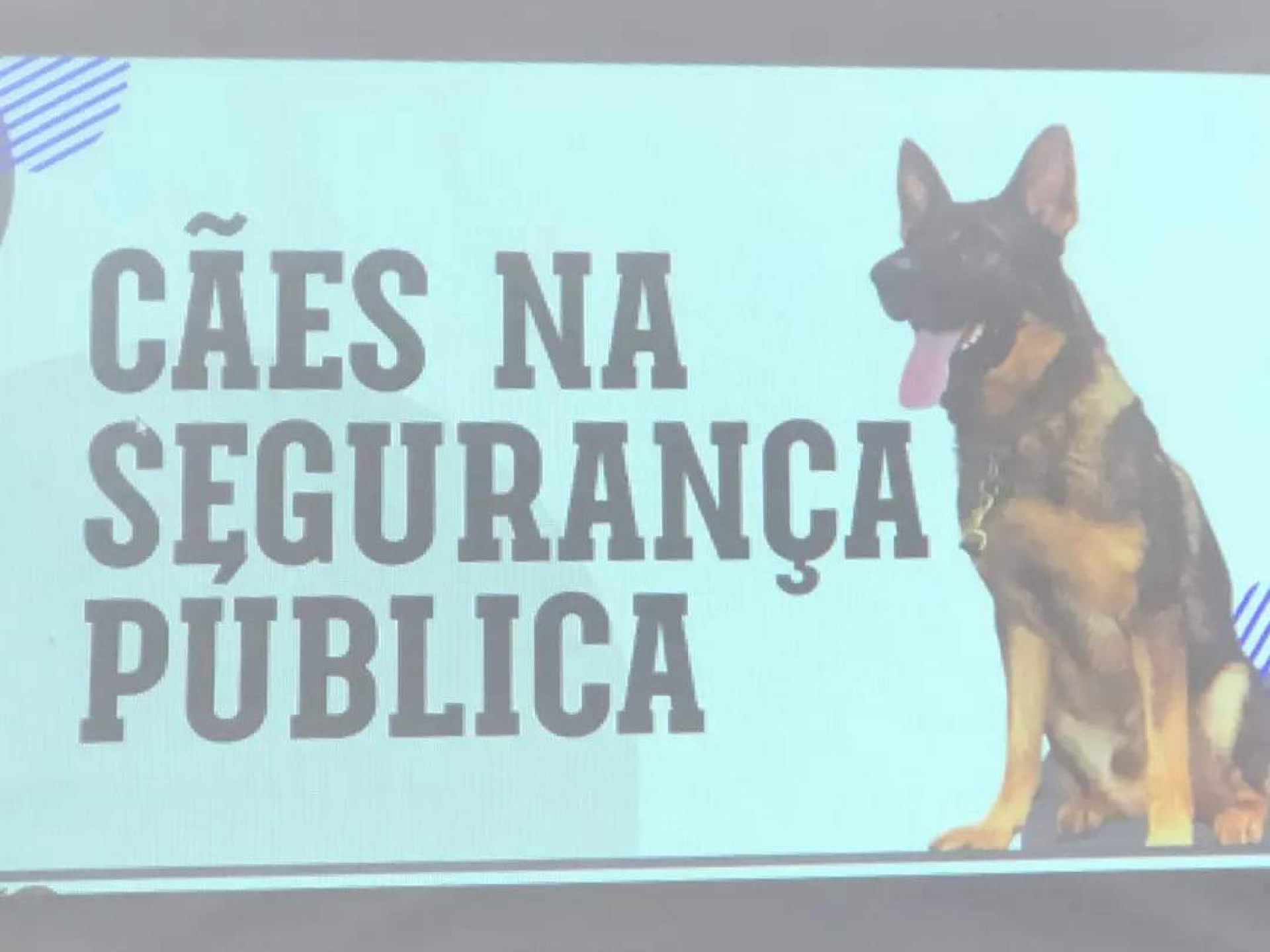 Apresentação do projeto e da cadela Bonnie - Reprodução/ Rede social 