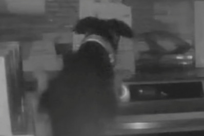 Vídeo: cachorro acende fogão no meio da noite e causa incêndio em casa