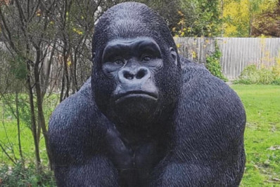 Austrália: polícia acusa homem de roubar estátua de gorila de 1,5 m de vila de aposentados