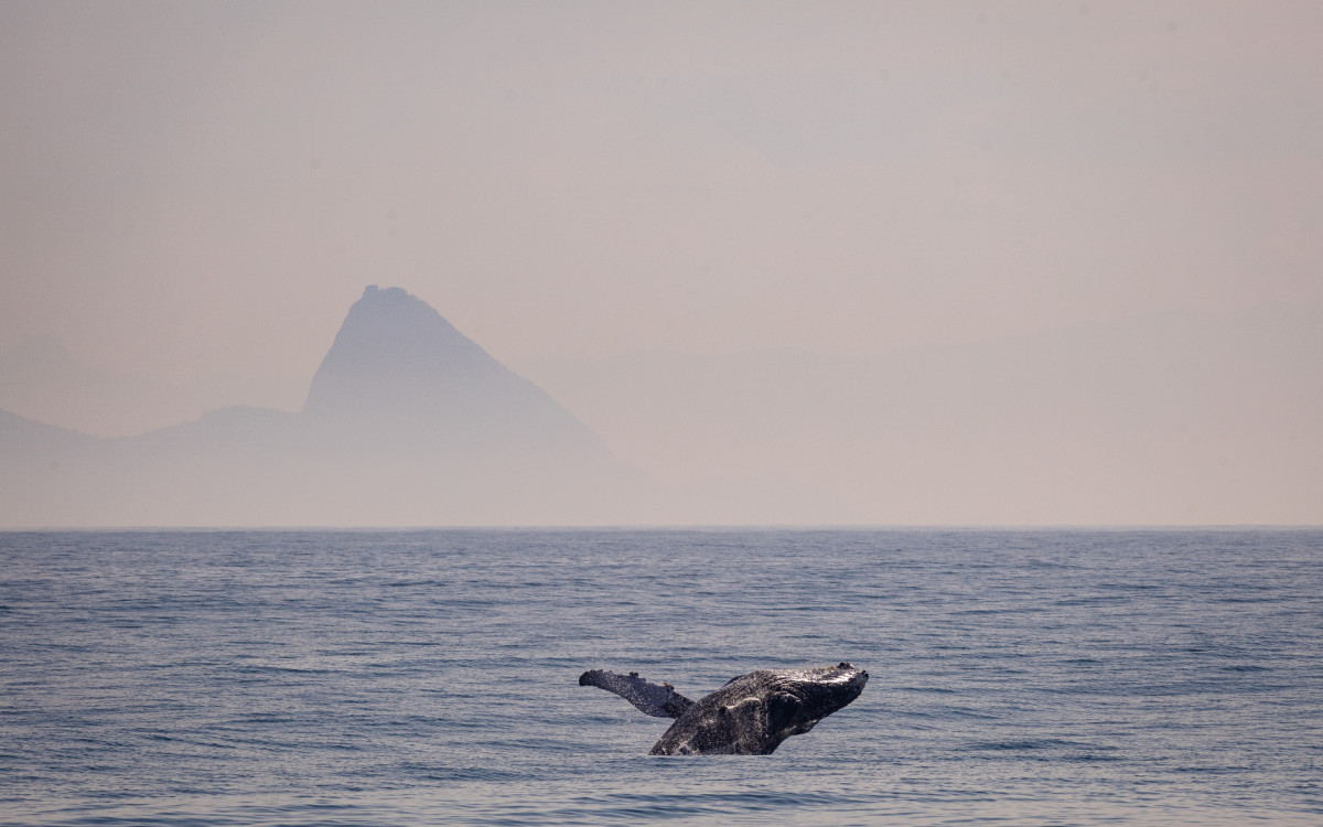 Avistamento de baleias, nesta sexta-feira(5), com os especialistas do Projeto Baleia Jubarte, no Rio - Renan Areias / Ag&ecirc;ncia O Dia