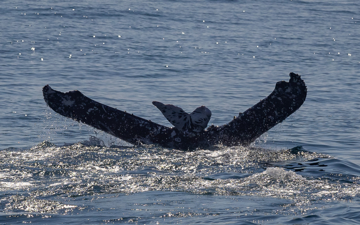 Cauda da baleia-jubarte tem uma modifica&ccedil;&atilde;o gen&eacute;tica - Renan Areias / Ag&ecirc;ncia O Dia