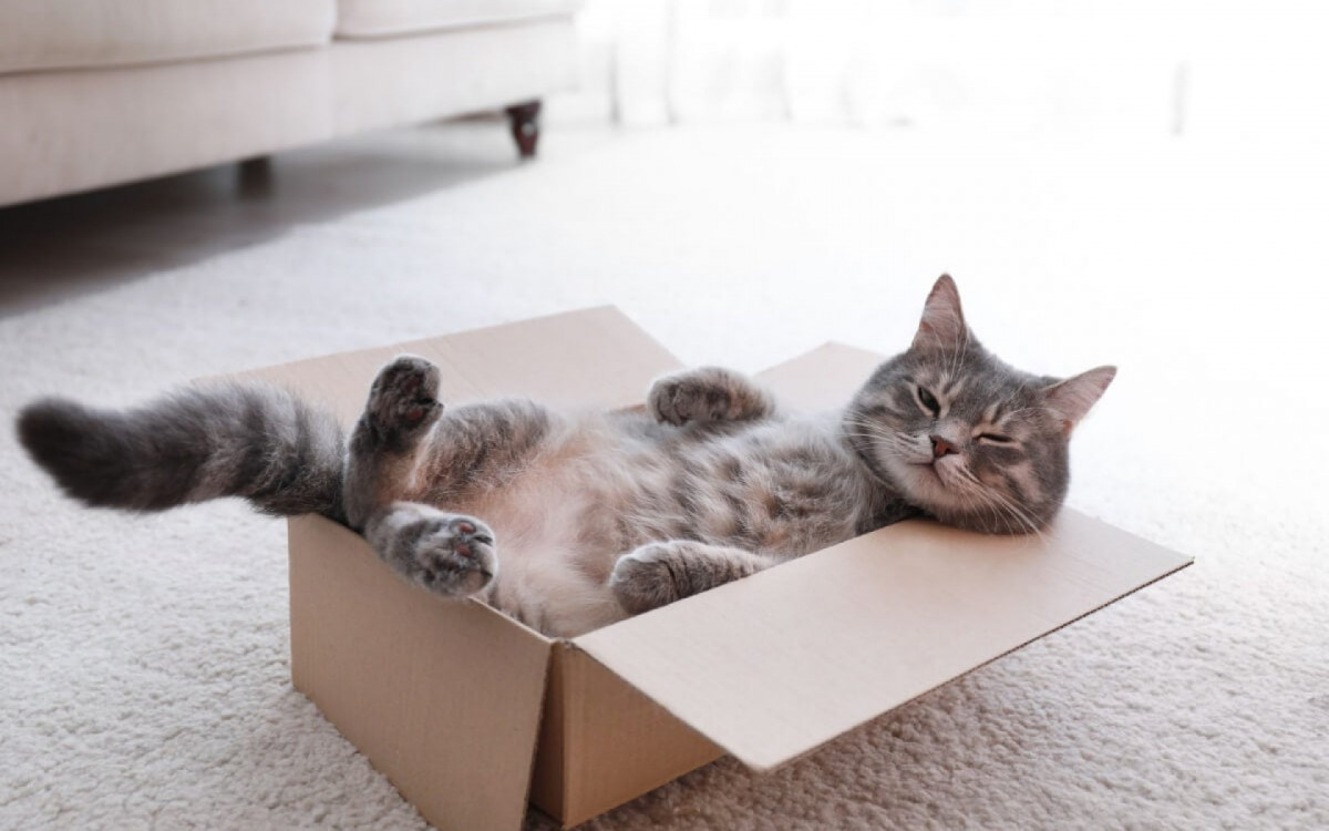 Os gatos t&ecirc;m algumas manias curiosas (Imagem: New Africa | Shutterstock) 