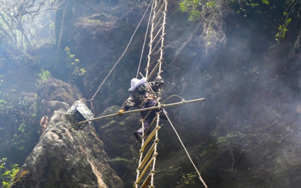 Homem escala para coletar o \'mel louco\'