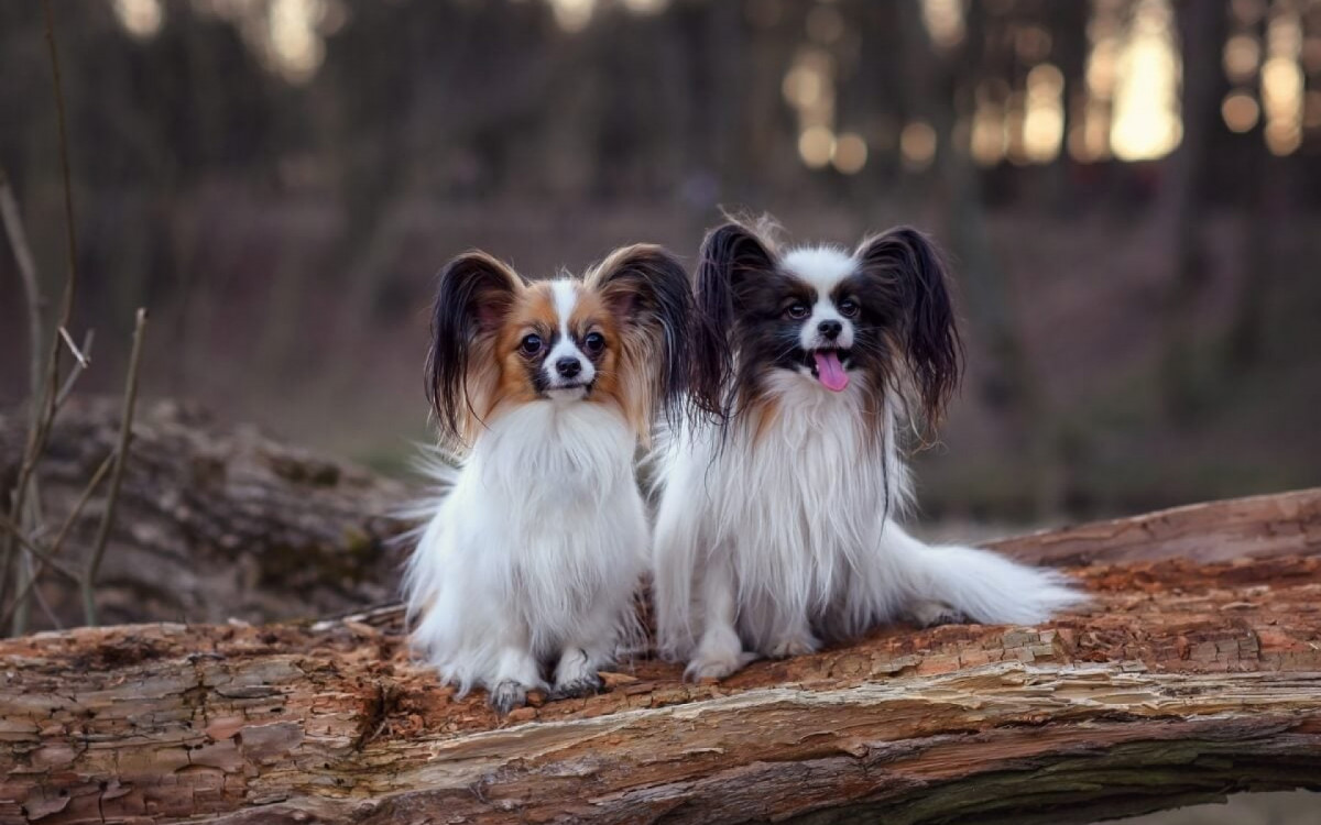 Ra&ccedil;as de cachorros pequenos encantam por seu tamanho e fofura (Imagem: Nikaletto | Shutterstock) 