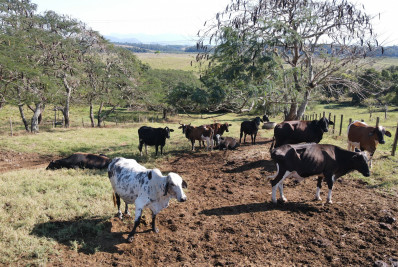 Quissamã adota medidas para impulsionar produção leiteira