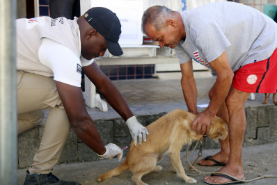 Magé inicia campanha de vacinação antirrábica 