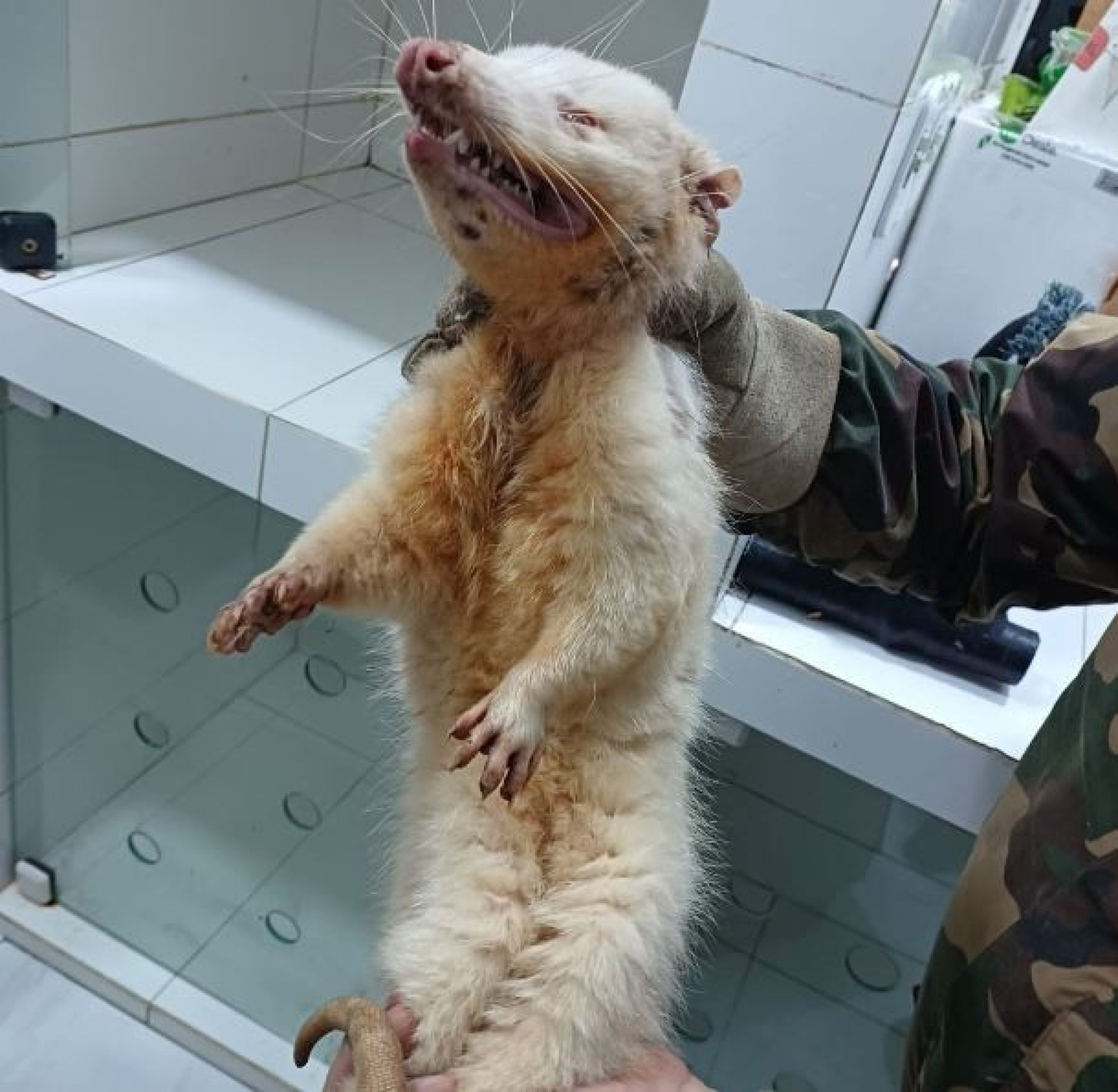 O gamb&aacute;-de-orelha-branca albino &eacute; considerado extremamente raro - Reprodu&ccedil;&atilde;o / Instagram