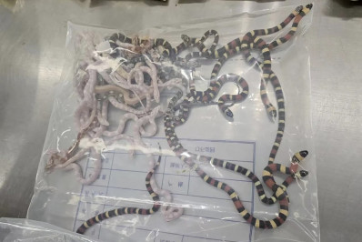 Homem é preso ao tentar entrar na China com mais de 100 cobras escondidas nas calças